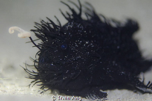 B L A C K 
Striated frogfish (Antennarius striatus)
Ani... by Irwin Ang 